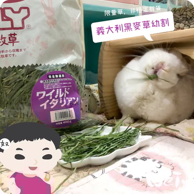 WOOLY高原的義大利黑麥草幼割9