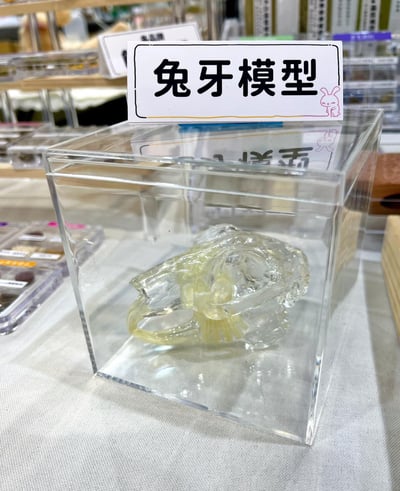兔牙透明模型  (贈透明壓克力盒)2
