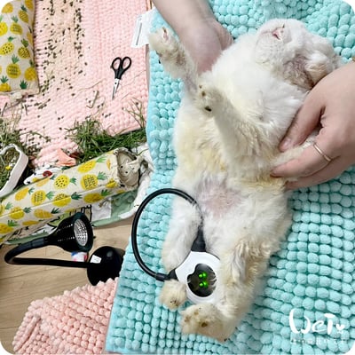 寵物兔居家雷射儀經驗 (iVETRAY mini三級雷射居家照護儀) (Assisi  LOOP  脈衝電磁項圈)5