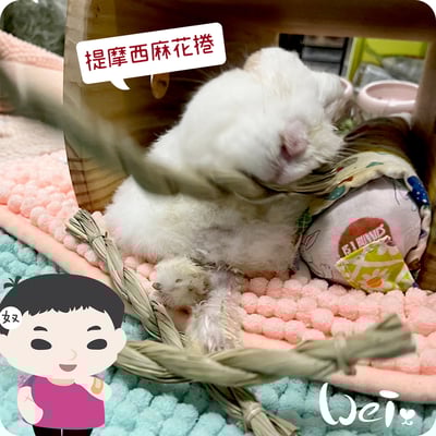 OXBOW提摩西麻花捲6