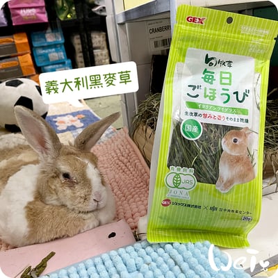 GEX旬牧草 義大利黑麥草3