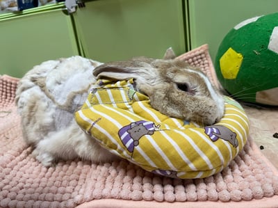 客製手作接單 - 兔U枕  to you ，可拆式黏貼輔助彎枕 (老兔天竺鼠/癱瘓/關節行動不便)U型枕/月亮枕5