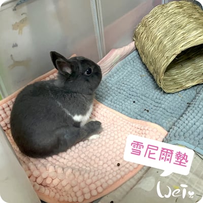 毛巾觸感-加厚吸水大顆粒雪尼爾墊7