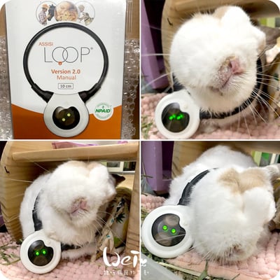 寵物兔居家雷射儀經驗 (iVETRAY mini三級雷射居家照護儀) (Assisi  LOOP  脈衝電磁項圈)2