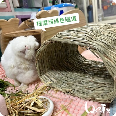 OXBOW提摩西綠色隧道4