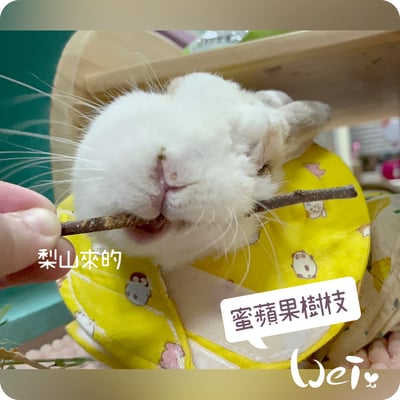 梨山 蜜蘋果樹枝4