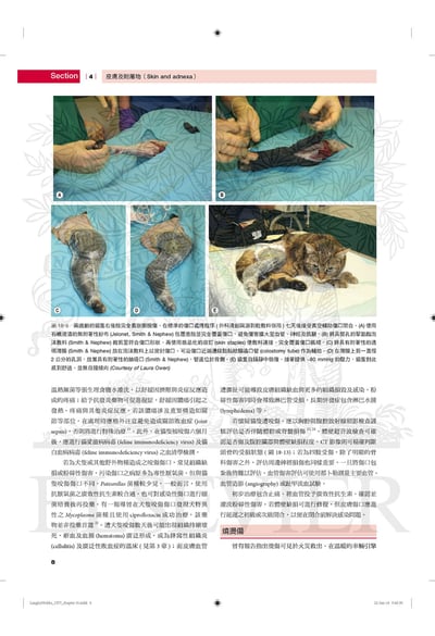 《書》貓軟組織外科學（上/下冊）5