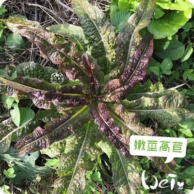 順月農園 嫩莖萵苣/油麥菜 (乾燥脆脆菜)4