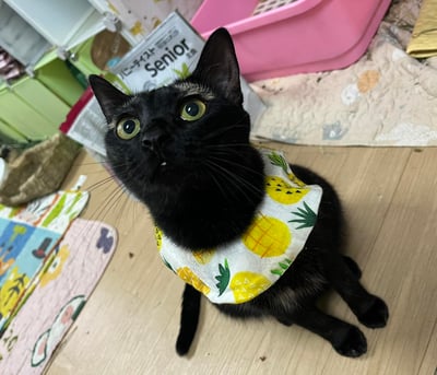 手作 - 寵物圍兜兜 / 紗布口水巾 / 軟頭套  / 老病照護灌食餵藥(點數兌換)14