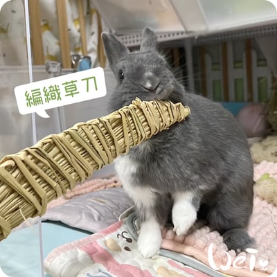 台灣草刀 (嘉義農夫純手工編織)5