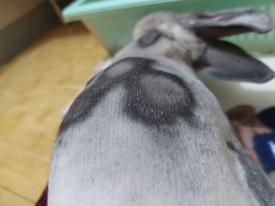 私房剃毛師 - A米 (永和)6