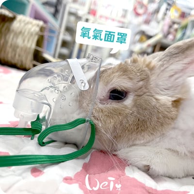 【氧氣機 / 氧氣鋼瓶配件】6米2米氧氣延長管/連接頭/小動物接氧配件管組/兒童面罩/聖誕樹接頭15