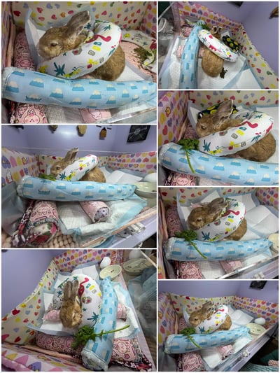 老病癱瘓兔專用靠枕 - 拐杖躺、兔U枕  (手作特製斜躺感月亮枕)5