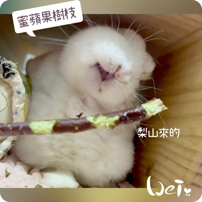 梨山 蜜蘋果樹枝9