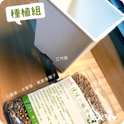 小麥草 / 貓草種子套餐組3