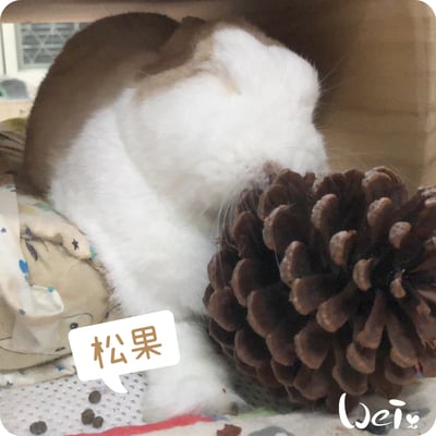 咬咬松果(毬果)7