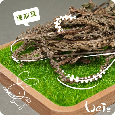 乾燥車前草(滿千禮)2