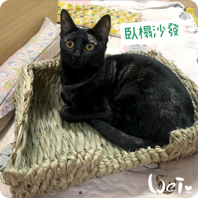 日本KAWAI 提摩西 兔子沙發臥榻L1