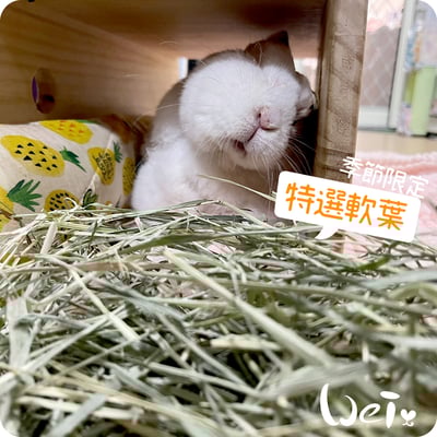 摩米MOMI 季節限定特選軟葉提摩西8