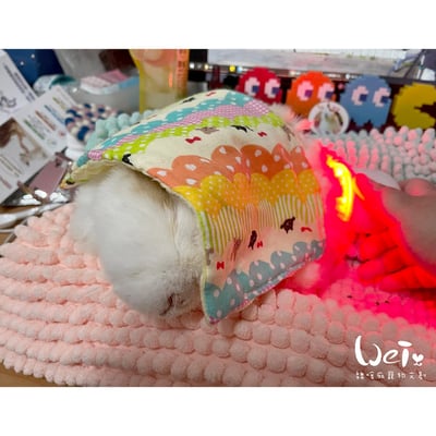 寵物兔居家雷射儀經驗 (iVETRAY mini三級雷射居家照護儀) (Assisi  LOOP  脈衝電磁項圈)3