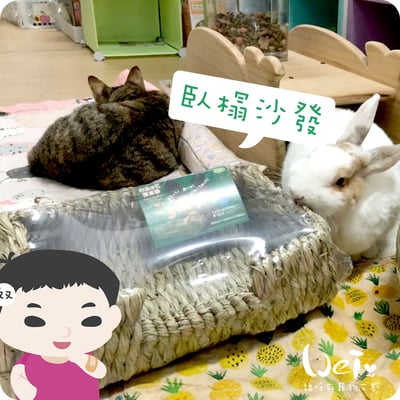 日本KAWAI 提摩西 兔子沙發臥榻L11