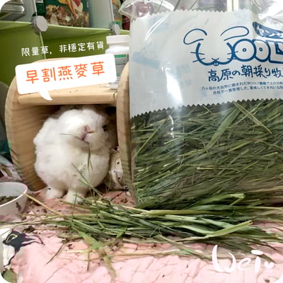 WOOLY高原早割燕麥草(本次貨櫃未到)7