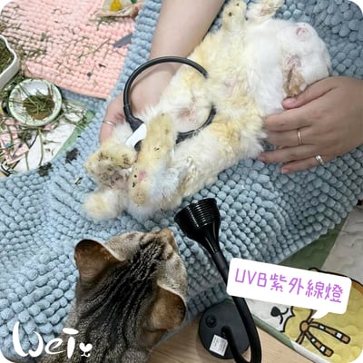 【新北板橋-租借】LED紫外線燈 311納米窄譜UVB燈 (陽光維生素D3) 老兔天竺鼠貓狗-說明9