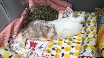 手作 - 多功能寵物吸尿床墊 / 尿布墊 / 隔尿墊11