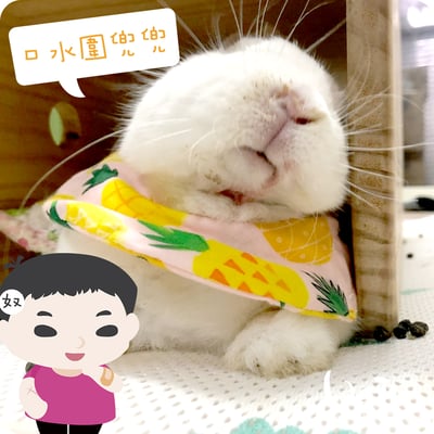 手作 - 寵物圍兜兜/紗布口水巾/軟頭套/老病照護灌食餵藥5