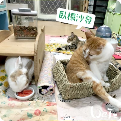 日本KAWAI 提摩西 兔子沙發臥榻L5