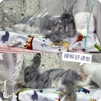 舒服樂 狗狗趴緩解舒適墊/寵物減壓墊 (高齡毛孩、癱瘓、關節行動不便)4