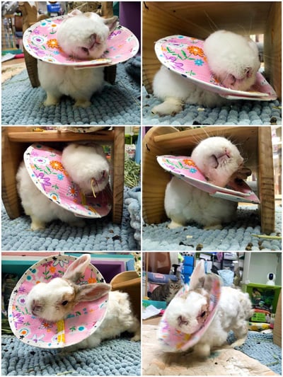 手作 - 寵物頭套/伊麗莎白頸圈/雷達 ( 結紮、術後、防舔咬、保護傷口用途)3