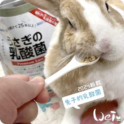 WOOLY 兔子的乳酸菌7