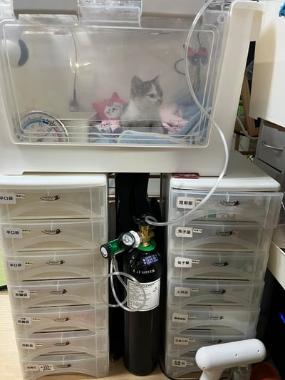 【經驗分享】醫用氧氣鋼瓶(攜帶式氧氣瓶+家用型推車氧氣鋼瓶)3