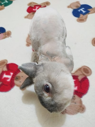 私房剃毛師 - A米 (永和)3