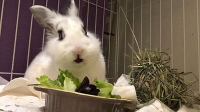 (暫停接案) 兔子私房住宿 - Molly家  (中和)7