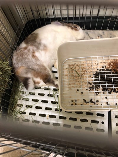 (暫停接案) 兔子私房住宿 - Molly家  (中和)9