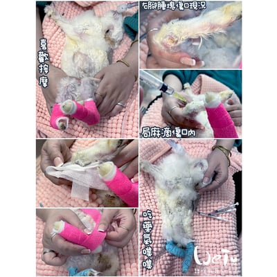 兔腳包紮分享  (胼胝、退化、骨頭關節炎、腫瘤等需要)2