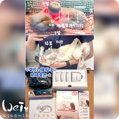 【新北板橋-租借】寵物用三級雷射儀  (舒服樂光舒緩穿戴 / iVETRAY mini三級雷射居家照護儀)   (老年毛孩)4