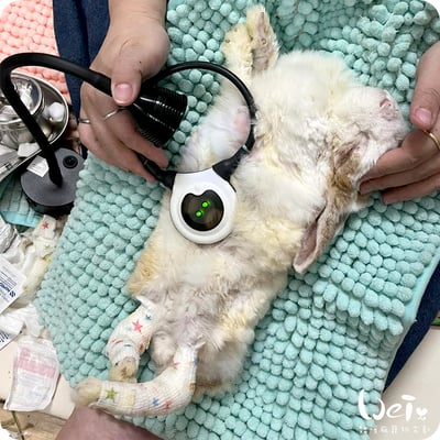 UVB燈 購買使用經驗分享4