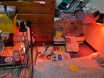 兔子/天竺鼠 私房住宿 - 自強號 (土城)2