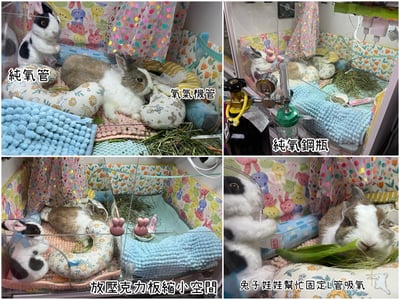 【新北板橋-租借】 寵物用 醫用氧氣鋼瓶(攜帶式氧氣瓶+家用型推車氧氣鋼瓶) 說明頁3