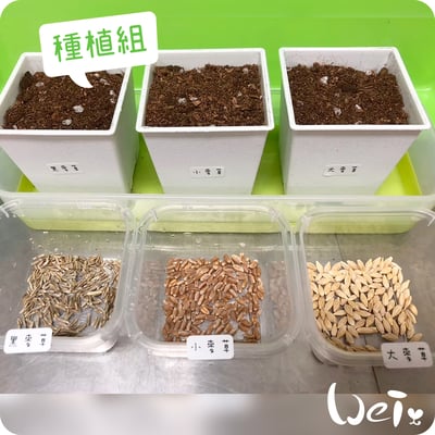 小麥草 / 貓草種子套餐組4