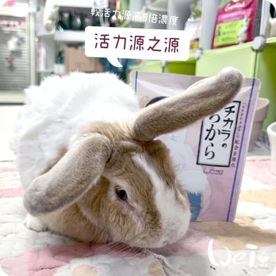 WOOLY 活力源之源6