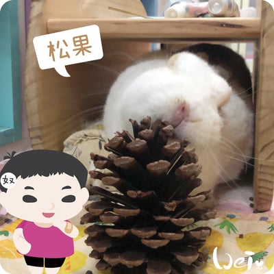 咬咬松果(毬果)1