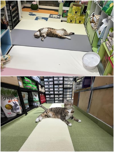 衛教區～常見的墊材介紹6