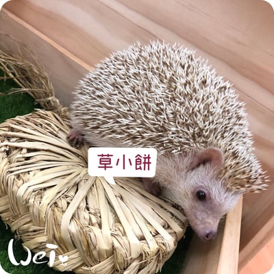 台灣草大餅/草小餅 (嘉義農夫純手工編織)11