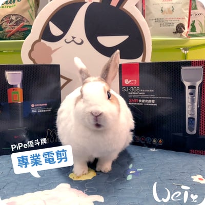 ELEMENT元素牌 寵物專業電剪 C6 (入門款 馬力溫柔) (剃毛)7