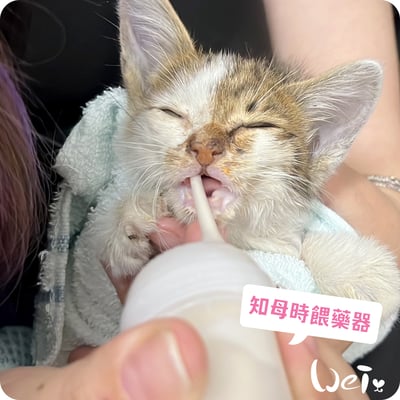 知母時餵藥器(擠壓式) /奶貓 / 兔子天竺鼠等寵物灌食泥狀食物(台灣製)11