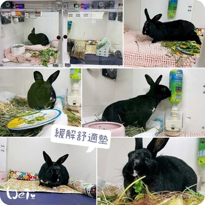 舒服樂 狗狗趴緩解舒適墊/寵物減壓墊 (高齡毛孩、癱瘓、關節行動不便)3